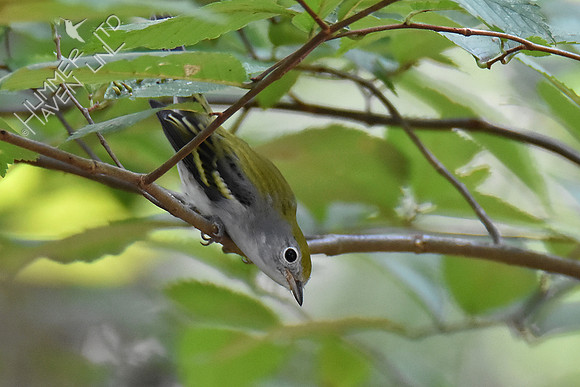 Chestnut-sided Warbler 9-19-18