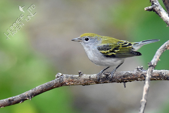 Chestnut-sided Warbler female 9-19-18