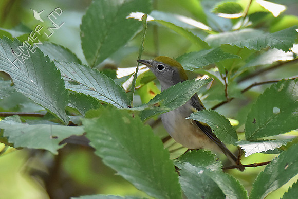 Chestnut-sided Warbler 9-19-18