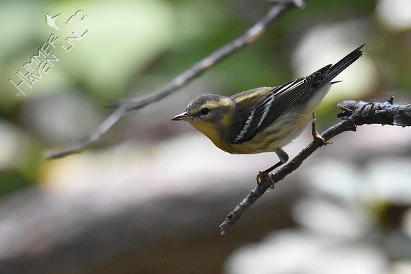 Blackburnian Warbler female 9-19-18