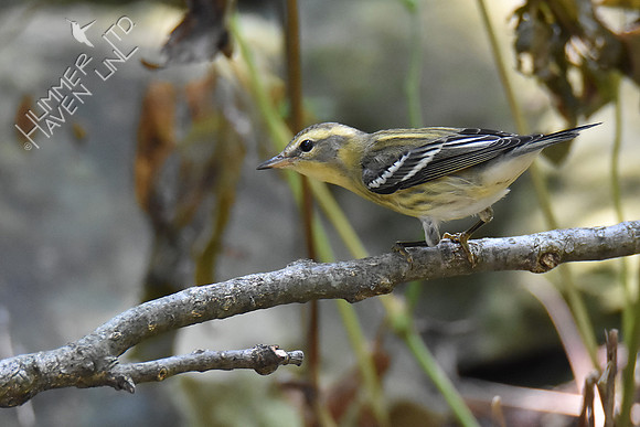 Blackburnian Warbler female 9-19-18
