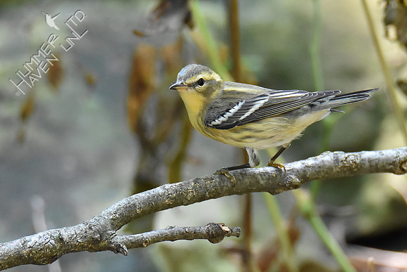 Blackburnian Warbler female 9-19-18