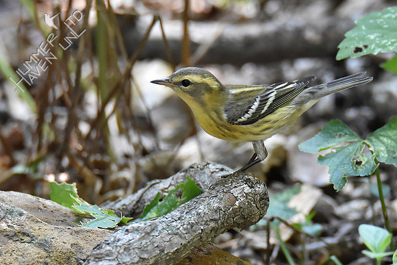 Blackburnian Warbler female 9-19-18