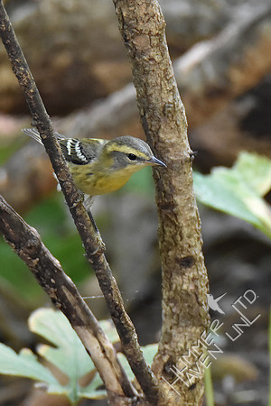 Blackburnian Warbler female 9-19-18
