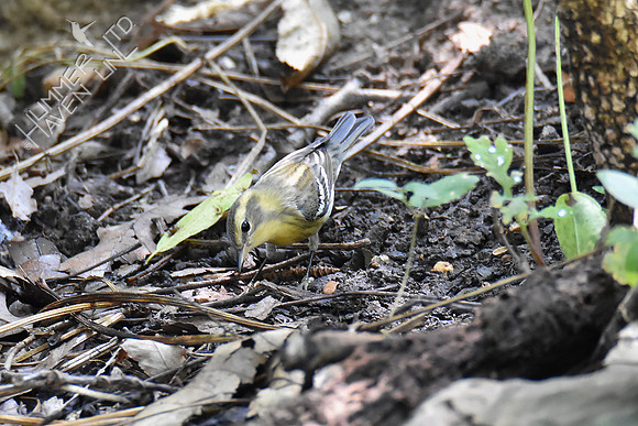 Blackburnian Warbler female 9-19-18