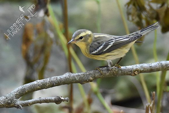 Blackburnian Warbler female 9-19-18