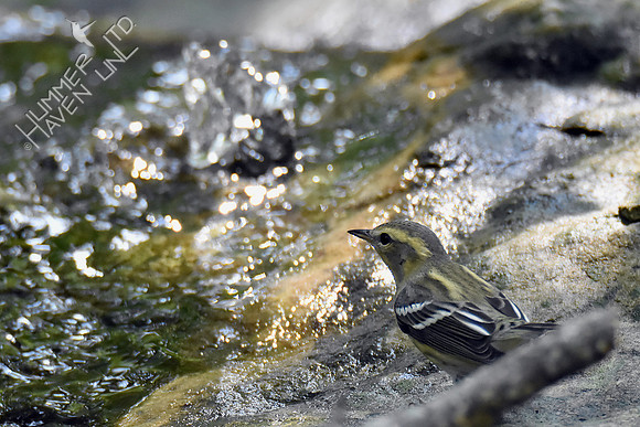 Blackburnian Warbler female 9-19-18