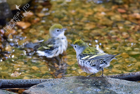 Chestnut-sided Warblers 9-20-18