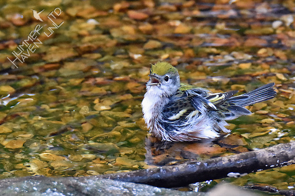 Chestnut-sided Warbler 9-20-18