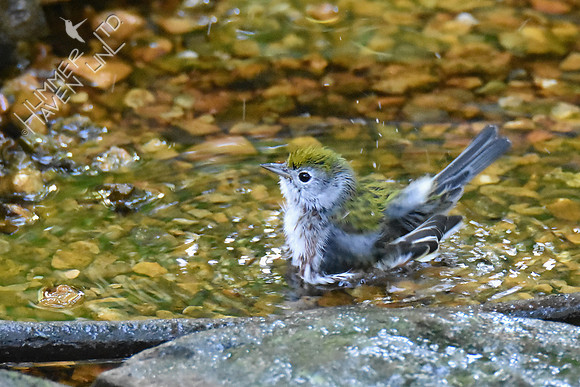 Chestnut-sided Warbler 9-20-18