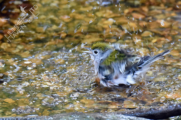 Chestnut-sided Warbler 9-20-18
