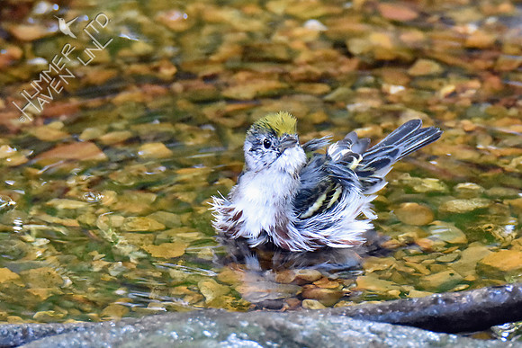 Chestnut-sided Warbler 9-20-18