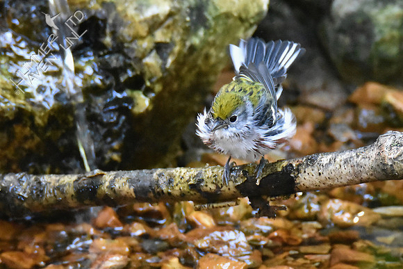 Chestnut-sided Warbler 9-20-18