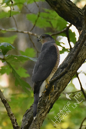 Sharp-shinned Hawk 9-20-18
