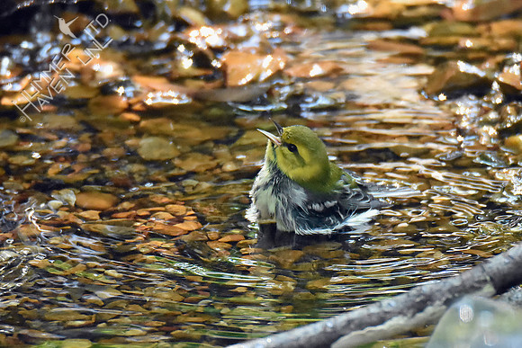Black-throated Green Warbler joy  9-20-18