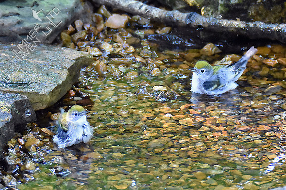 Chestnut-sided Warblers 9-20-18