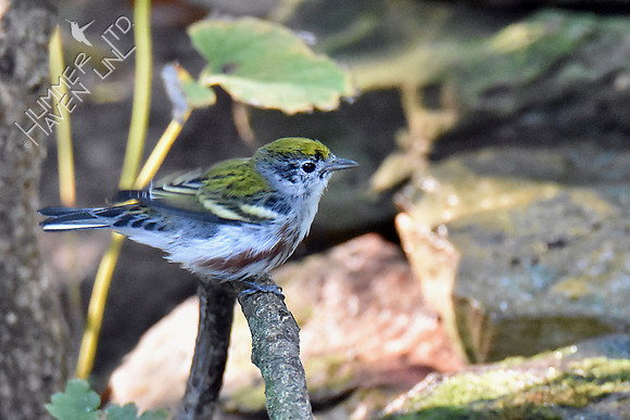 Chestnut-sided Warbler 9-20-18