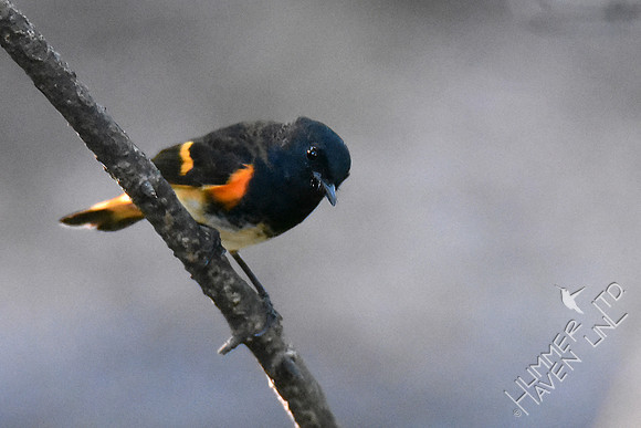 American Redstart 9-20-18