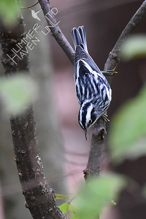 Black-and-white Warbler 9-21-18