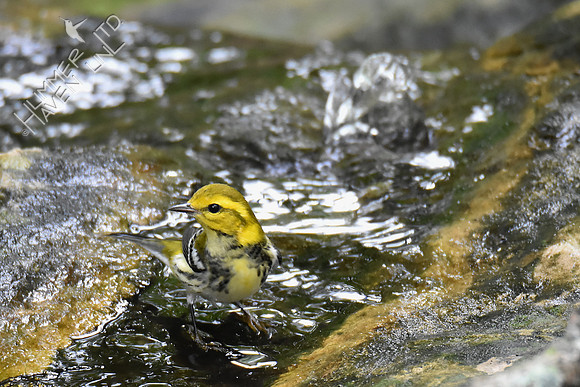 Black-throated Green Warbler 9-21-18