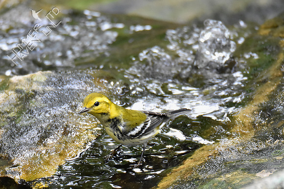 Black-throated Green Warbler 9-21-18