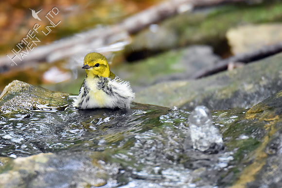 Black-throated Green Warbler 9-21-18