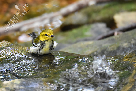 Black-throated Green Warbler 9-21-18