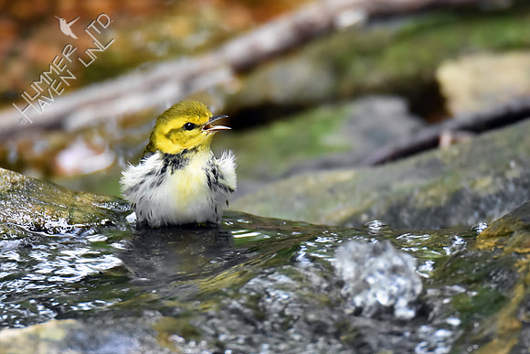 Black-throated Green Warbler 9-21-18