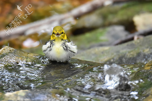 Black-throated Green Warbler 9-21-18