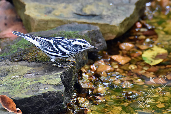 Black-and-white Warbler 9-21-18