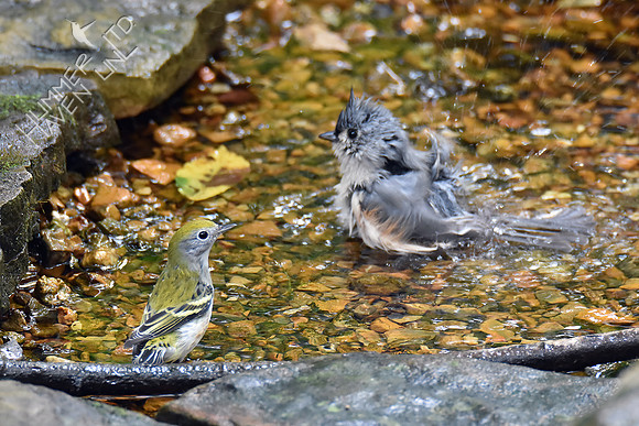 Chestnut-sided Warbler and Tufted Titmouse 9-21-18