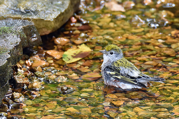 Chestnut-sided Warbler and Elm leaf 9-21-18