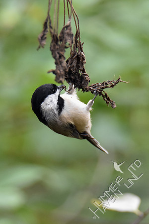 Carolina Chickadee 9-21-18