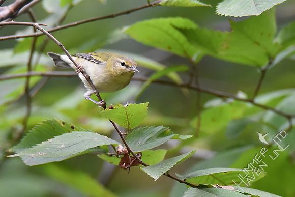 Tennessee Warbler 9-21-18