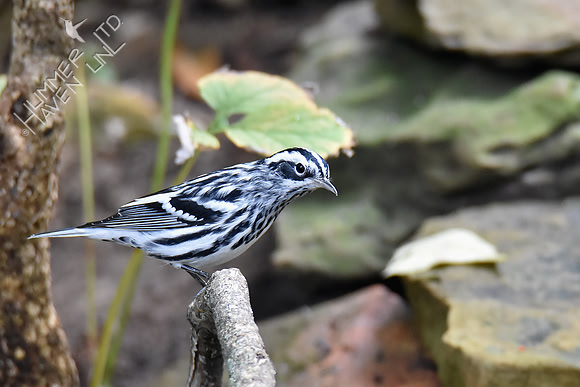 Black-and-white Warbler 9-21-18