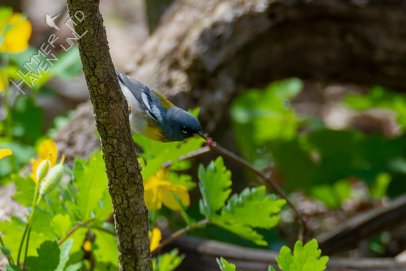 4-23-22 FOY 73 *49 Northern Parula
