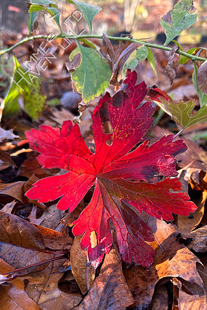 11-18-24 Geranium maculatum Cranesbill