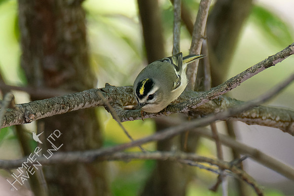 10-7-24 FOS Golden-crowned Kinglet