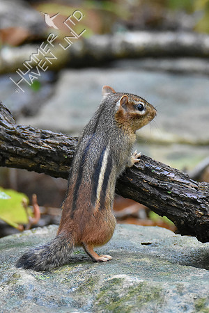 Eastern Chipmunk 9-29-18