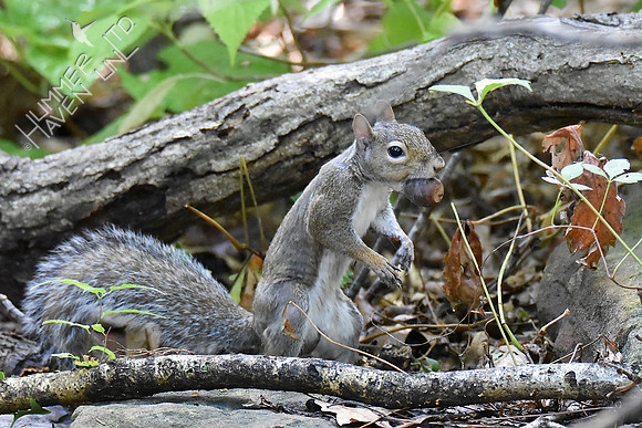 Eastern Gray Squirrel with acorn 10-3-18