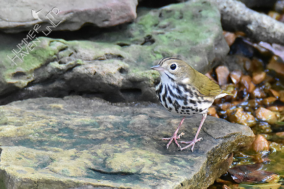 Ovenbird 10-3-18