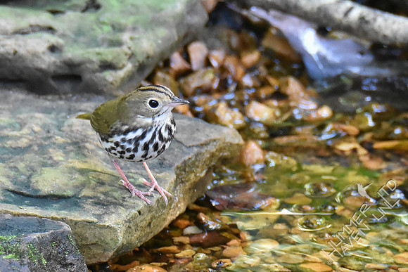 Ovenbird 10-3-18