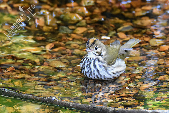 Ovenbird 10-3-18