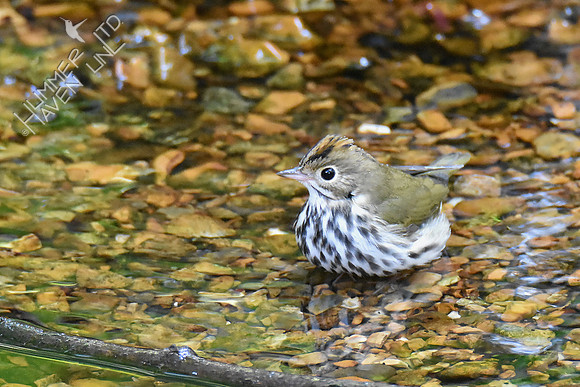 Ovenbird 10-3-18