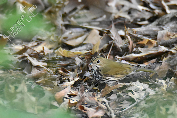 Ovenbird 10-3-18