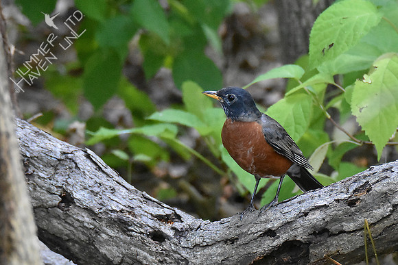 American Robin 10-3-18