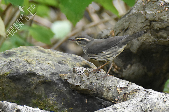 Northern Waterthrush 10-4-18