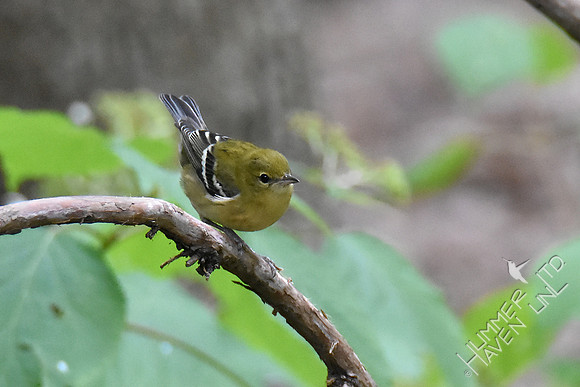Bay-breasted Warbler 10-4-18