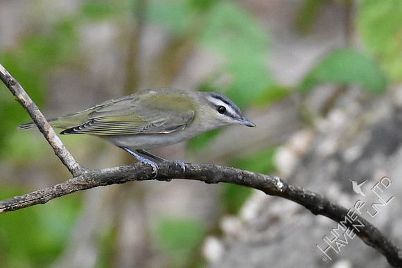 Red-eyed Vireo 10-4-18