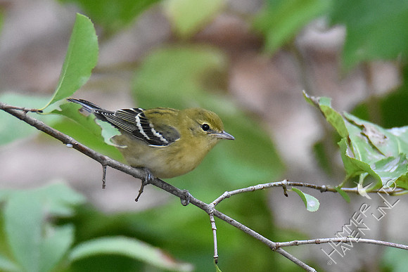 Bay-breasted Warbler 10-4-18